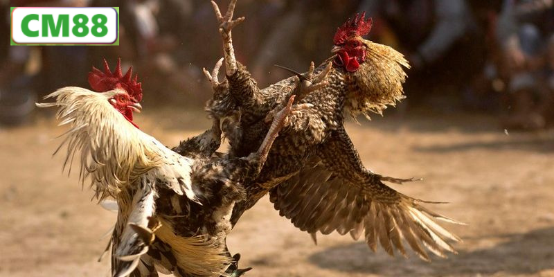 Các hình thức đá gà phổ biến nhất hiện nay