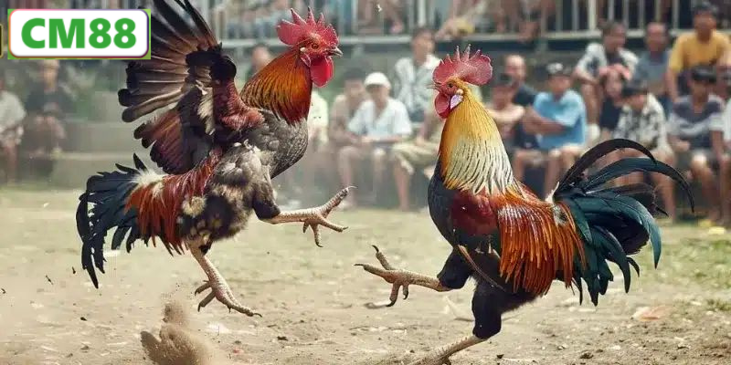 Lợi ích khi tham gia đá gà Thomo online